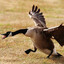 Canadian goose