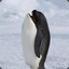 Orca Penguin