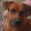 Nexi's avatar