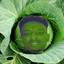 ☿ 21 Cabbage ☿