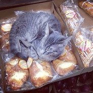 Bodega Cat