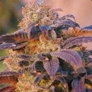 Blunted. - steam id 76561197965599509