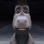 Burro