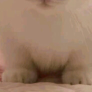 𝓒𝓪𝓶𝓮𝓵𝓵𝓲𝓪