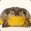 Chad the African Bullfrog