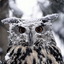 Owleks
