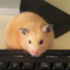 Hamster_on_PC