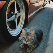 dimka - steam id 76561199158342897