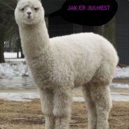 ADD "elitmedflit25" @ *****