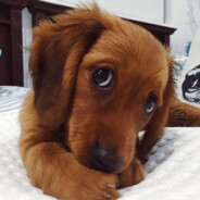 舒虎专用小马甲