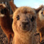 Alpacas are S tier