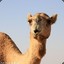 Crazy Camel