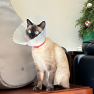 你就搜吧一搜一个不吱声