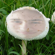 mashroom louis