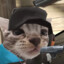 Gatto