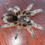 Grammostola