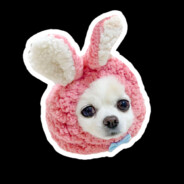 チワワ