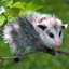 Opossum420