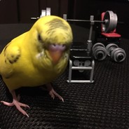 Birb