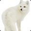 ^4Arctic^7 Fox