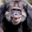 Ape