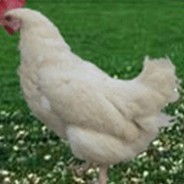 光腚狙鸡手李嘉图