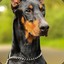 DoberMan