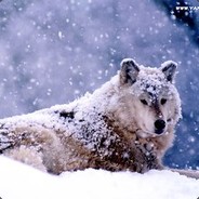 梦醉红尘v醒浪天涯