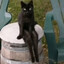 Poser