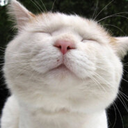 别挡着我去白给