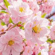 樱花8