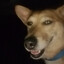 ConDog