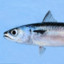 Chub Mackerel