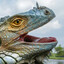iguana