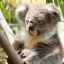 FAIL Koala