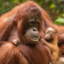 Orangutan God