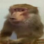 MACAQUE