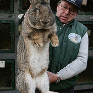 Flemish Giant Rabbit