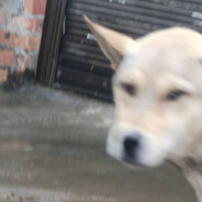 红黄蓝米爱倒立