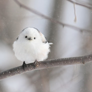 slewed