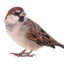 Sparrow