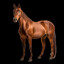 horse