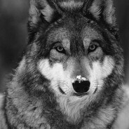 🖤 Wolf 🖤