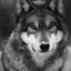 🖤 Wolf 🖤