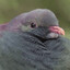 Very Fat Pigeon