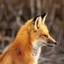 FoxOnTheRun