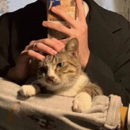 春风化作狮子鸣