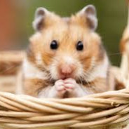 Hamsterbibi