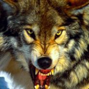 volk