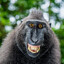 Macaco